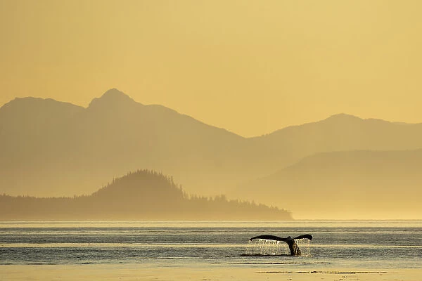 USA, Alaska, Water streams from tails of Humpback Whale (Megaptera novaeangliae