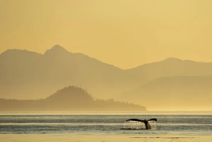 Framed Print : USA, Alaska, Water streams from tails of Humpback Whale (Megaptera novaeangliae Framed Print : USA, Alaska, Water streams from tails of Humpback Whale (Megaptera novaeangliae