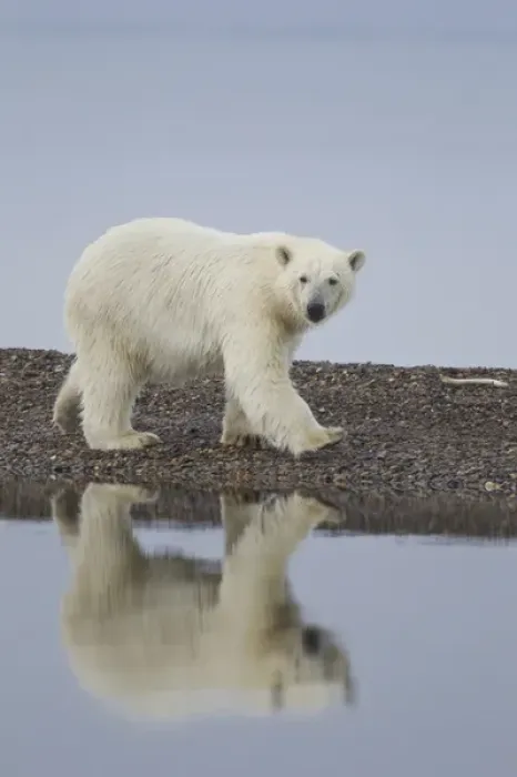 Framed Print : USA, Alaska. Wet polar bear walking along rocky shore in Denali National Park