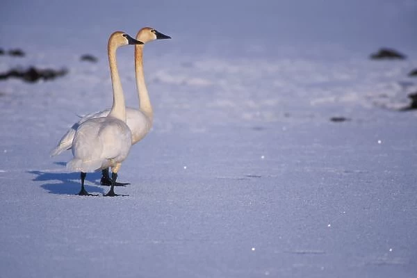 USA, Alaska, whistling swan adults, central Arctic coastal plain. North Slope of