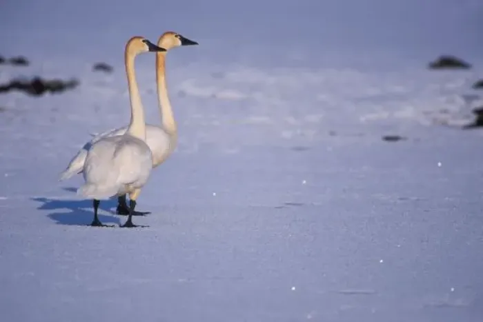 Framed Print : USA, Alaska, whistling swan adults, central Arctic coastal plain. North Slope of