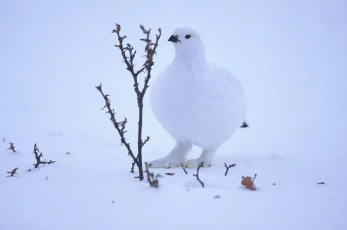 Framed Print : USA, Alaska, Willow Ptarmigan (Lagopus lagopus) in winter coloration camouflaged