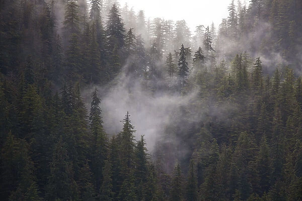Usa, Alaska. Wisps of fog dance among trees in this Alaska rainforest scene on Admiralty Island