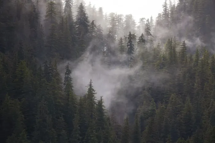 Framed Print : Usa, Alaska. Wisps of fog dance among trees in this Alaska rainforest scene on Admiralty Island Framed Print : Usa, Alaska. Wisps of fog dance among trees in this Alaska rainforest scene on Admiralty Island