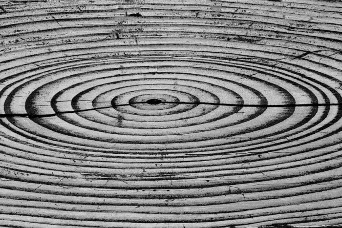 Framed Print : USA, Alaska. Wood grain pattern. Credit as: Don Paulson / Jaynes Gallery / DanitaDelimont Framed Print : USA, Alaska. Wood grain pattern. Credit as: Don Paulson / Jaynes Gallery / DanitaDelimont