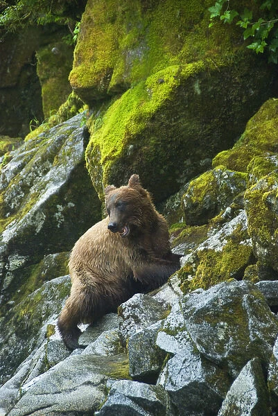 USA, Alaska. Young grizzly bear on rocky slope
