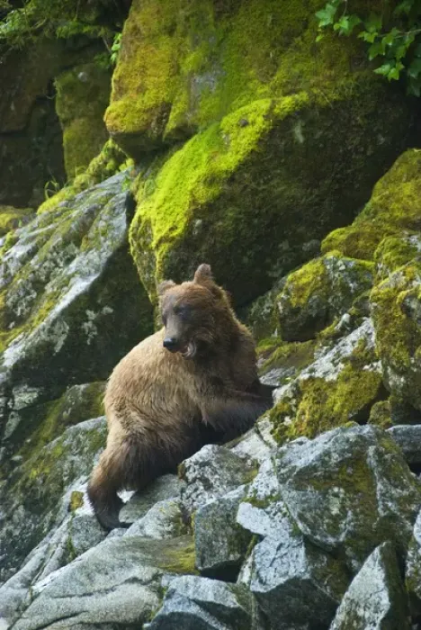 Framed Print : USA, Alaska. Young grizzly bear on rocky slope Framed Print : USA, Alaska. Young grizzly bear on rocky slope