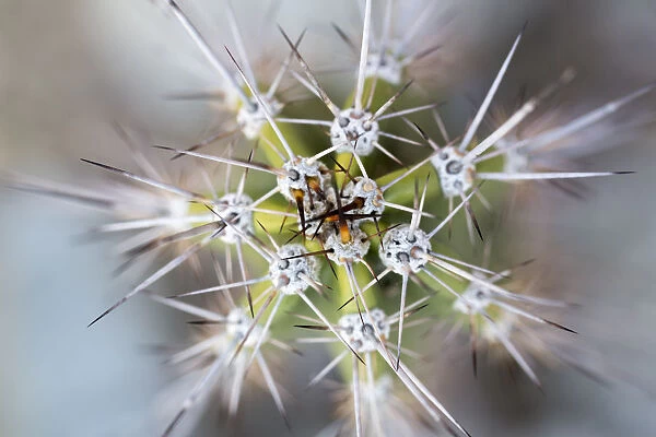 USA, Arizona. Abstract detail of cactus needles
