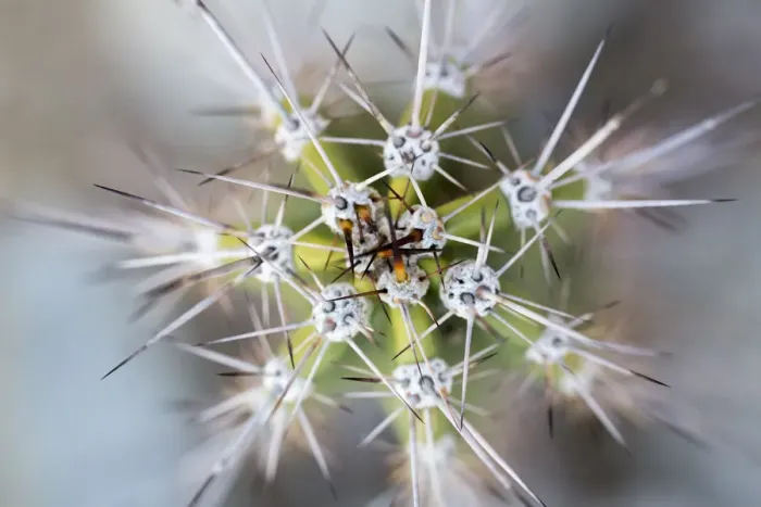 Framed Print : USA, Arizona. Abstract detail of cactus needles