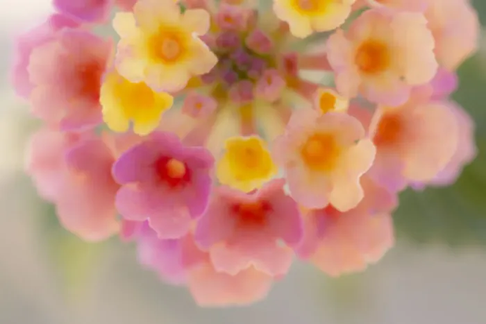 Framed Print : USA, Arizona. Abstract detail of lantana flowers Framed Print : USA, Arizona. Abstract detail of lantana flowers