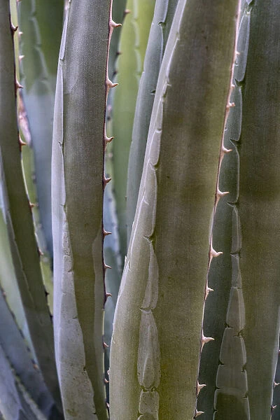USA, Arizona. Agave (Agave sp. ) growing in Clear Creek Canyon, Grand Canyon National Park