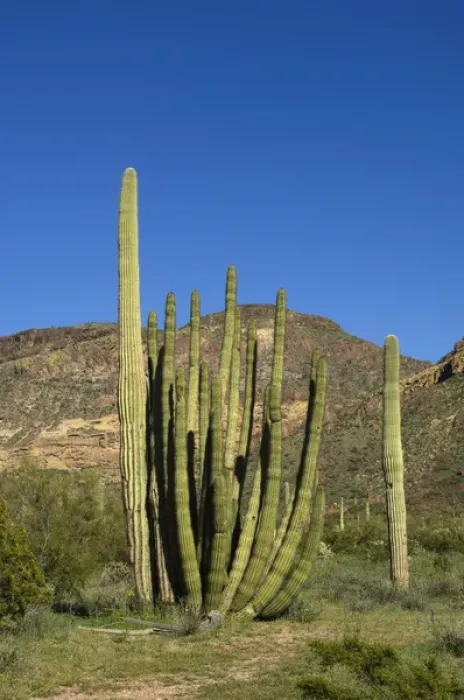 Framed Print : USA, Arizona, Ajo, Organ Pipe Cactus National Monument Framed Print : USA, Arizona, Ajo, Organ Pipe Cactus National Monument