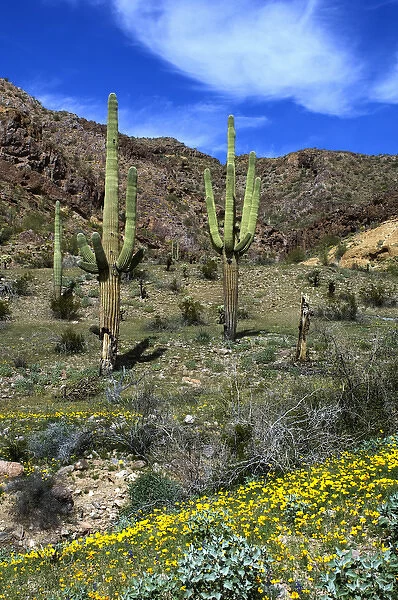 USA, Arizona, Ajo, Saguaro Cactus