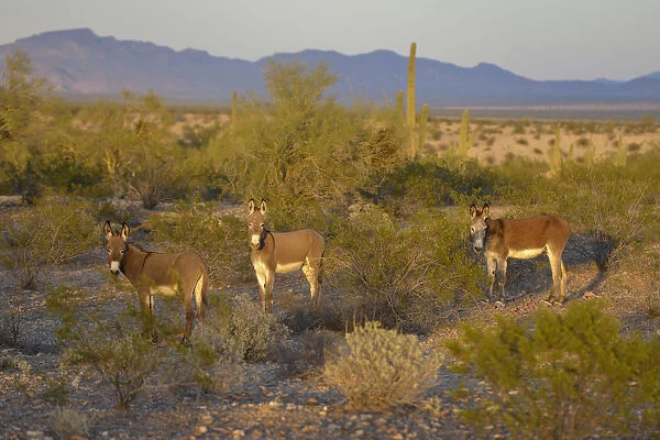 USA, Arizona, Alamo Lake State Park, Wild burros in the desert