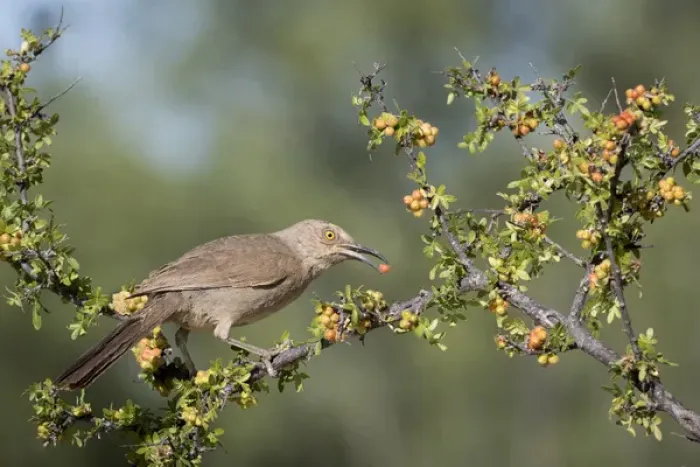 Framed Print : USA, Arizona, Amado. Curve-billed thrasher with skunkbush berry in beak. Credit as Framed Print : USA, Arizona, Amado. Curve-billed thrasher with skunkbush berry in beak. Credit as