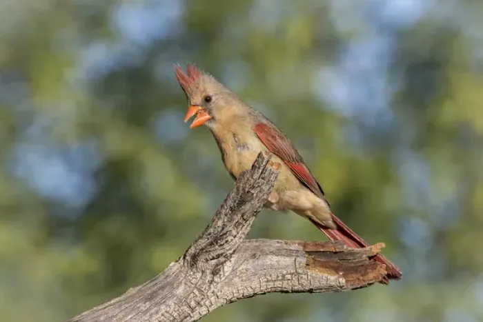 Framed Print : USA, Arizona, Amado. Female cardinal on branch Framed Print : USA, Arizona, Amado. Female cardinal on branch