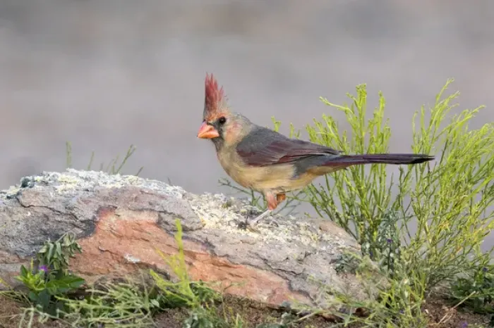 Framed Print : USA, Arizona, Amado. Female cardinal perched on rock Framed Print : USA, Arizona, Amado. Female cardinal perched on rock