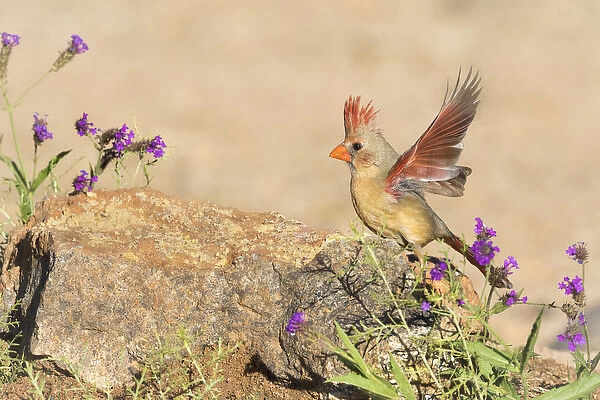 USA, Arizona, Amado. Female cardinal with wings spread