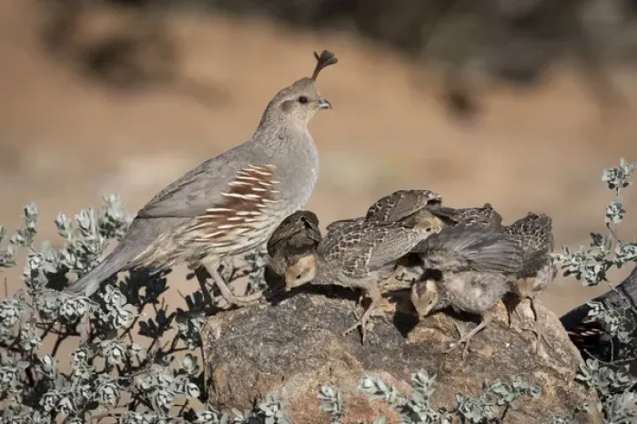 Framed Print : USA, Arizona, Amado. Female Gambels quail with chicks Framed Print : USA, Arizona, Amado. Female Gambels quail with chicks