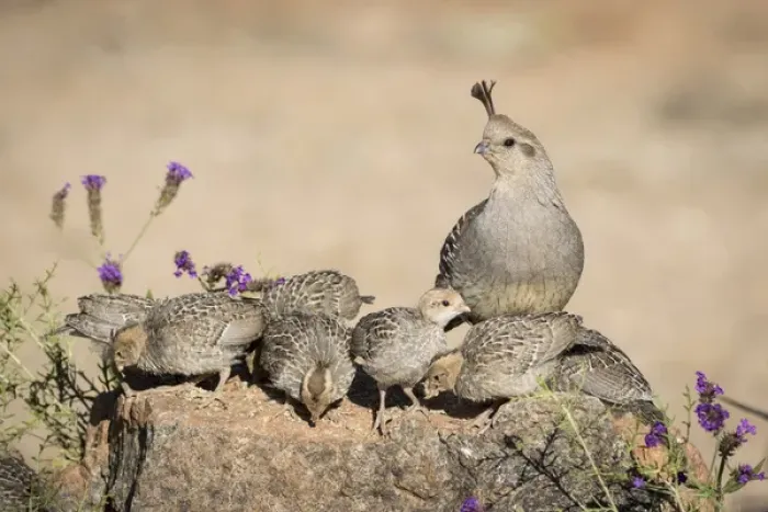 Framed Print : USA, Arizona, Amado. Female Gambels quail with chicks Framed Print : USA, Arizona, Amado. Female Gambels quail with chicks