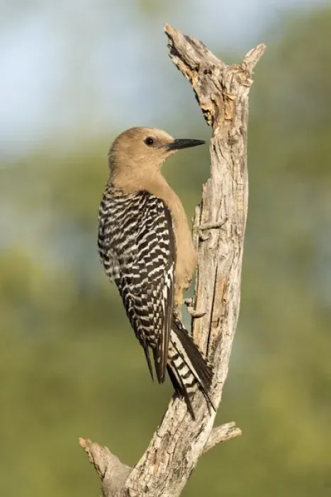 Framed Print : USA, Arizona, Amado. Female gila woodpecker on dead tree trunk