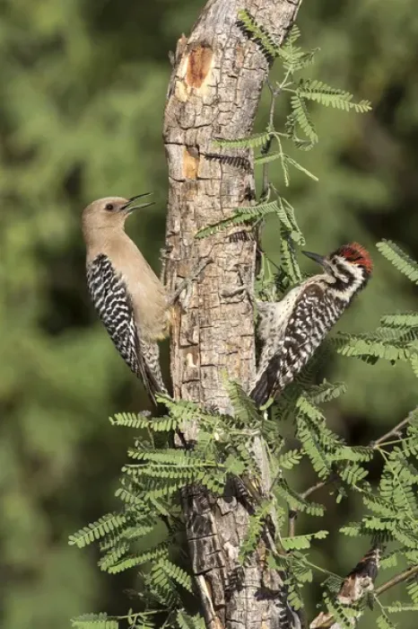 Framed Print : USA, Arizona, Amado. Female gila woodpecker and ladder-backed woodpecker on tree trunk Framed Print : USA, Arizona, Amado. Female gila woodpecker and ladder-backed woodpecker on tree trunk