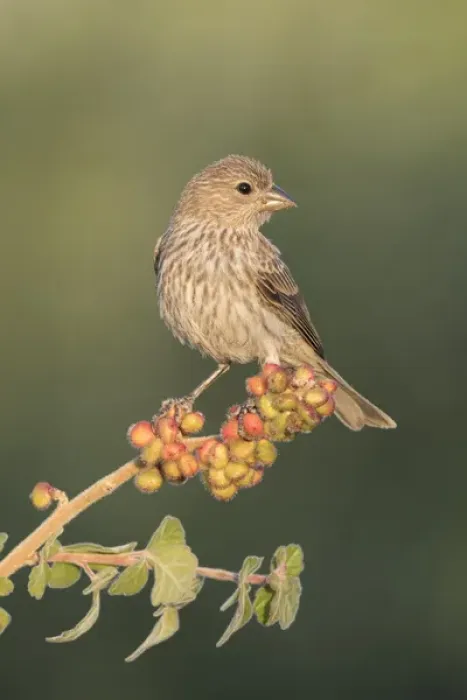 Framed Print : USA, Arizona, Amado. Female house finch perched on skunkbush berries