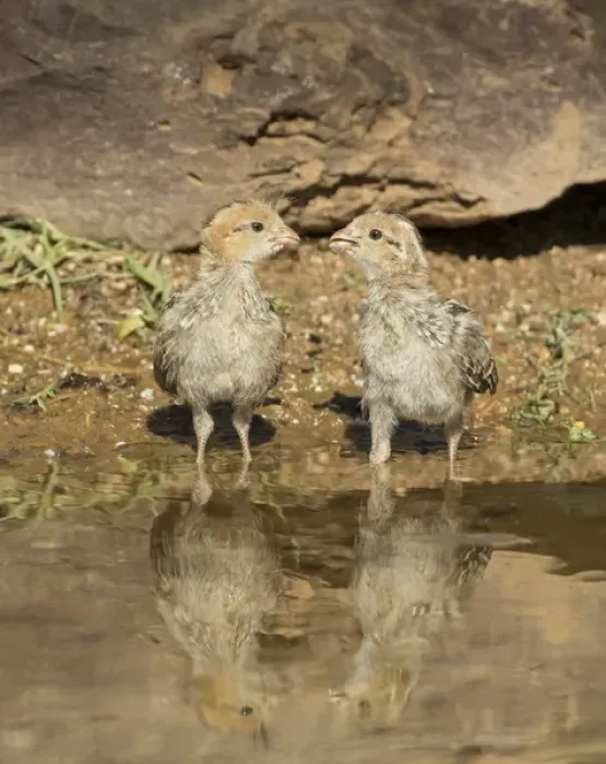 Framed Print : USA, Arizona, Amado. Two Gambels quail chicks drinking at the waters edge Framed Print : USA, Arizona, Amado. Two Gambels quail chicks drinking at the waters edge