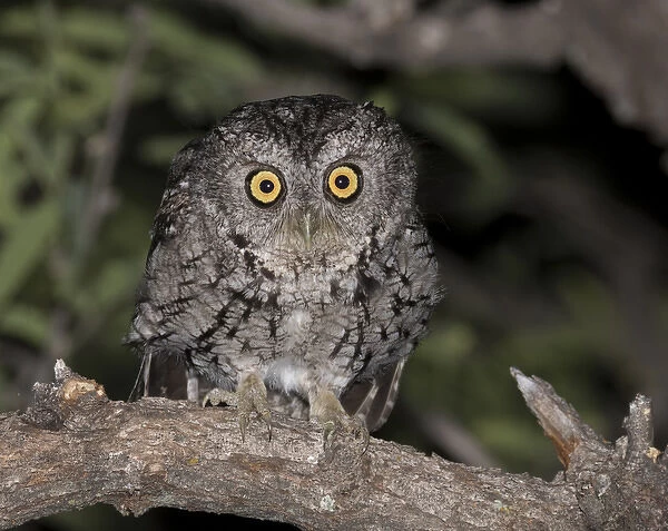 USA, Arizona, Amado, Madera Canyon. Close-up of whiskered screech owl. Credit as