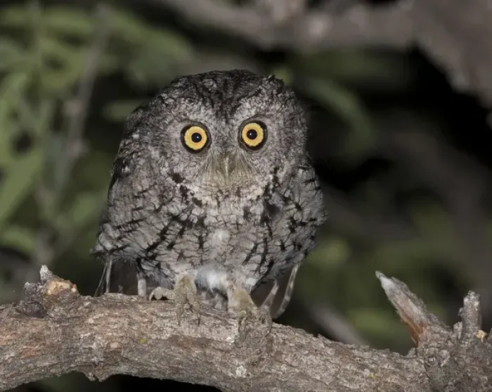 Framed Print : USA, Arizona, Amado, Madera Canyon. Close-up of whiskered screech owl. Credit as Framed Print : USA, Arizona, Amado, Madera Canyon. Close-up of whiskered screech owl. Credit as