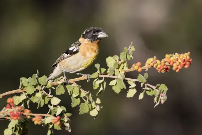 Framed Print : USA, Arizona, Amado. Male black-headed grosbeak on skunkbush branch Framed Print : USA, Arizona, Amado. Male black-headed grosbeak on skunkbush branch