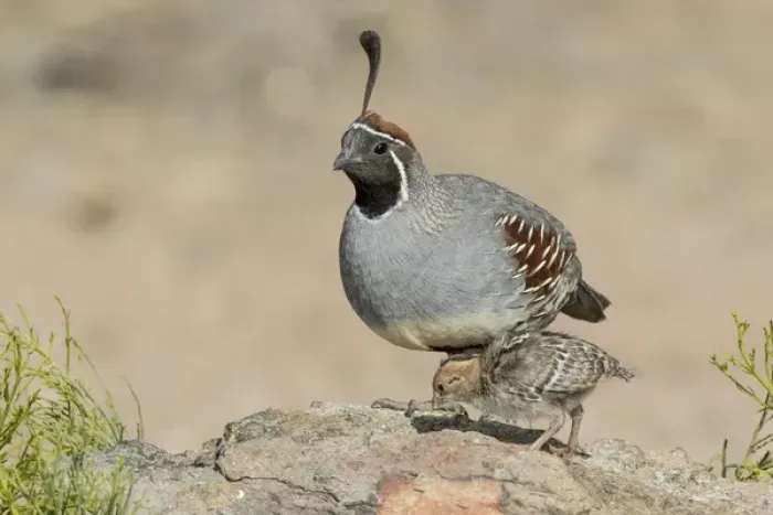 Framed Print : USA, Arizona, Amado. Male Gambels quail with chick