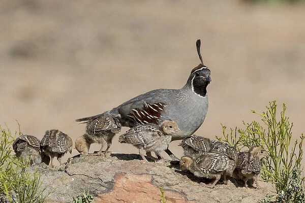 USA, Arizona, Amado. Male Gambels quail and chicks on a rock