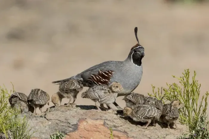 Framed Print : USA, Arizona, Amado. Male Gambels quail and chicks on a rock Framed Print : USA, Arizona, Amado. Male Gambels quail and chicks on a rock