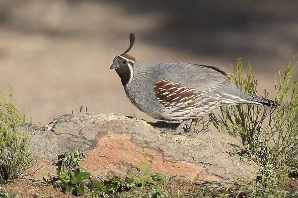 USA, Arizona, Amado. Male Gambels quail perched on a rock