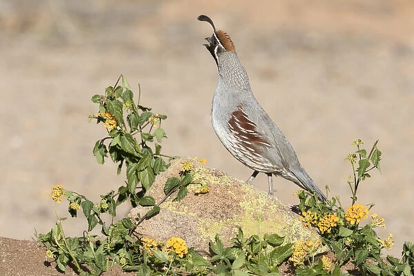 USA, Arizona, Amado. Male Gambels quail on rock