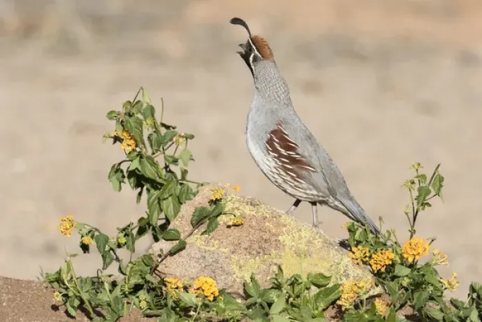 Framed Print : USA, Arizona, Amado. Male Gambels quail on rock Framed Print : USA, Arizona, Amado. Male Gambels quail on rock