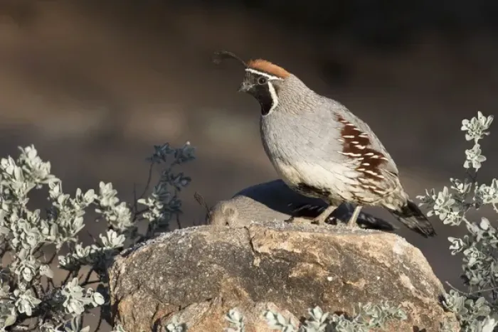 Framed Print : USA, Arizona, Amado. Male Gambels quail on rock Framed Print : USA, Arizona, Amado. Male Gambels quail on rock