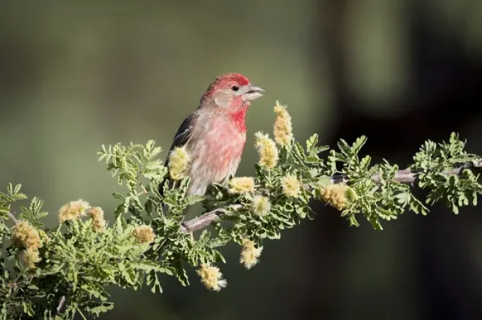 Framed Print : USA, Arizona, Amado. Male house finch on branch