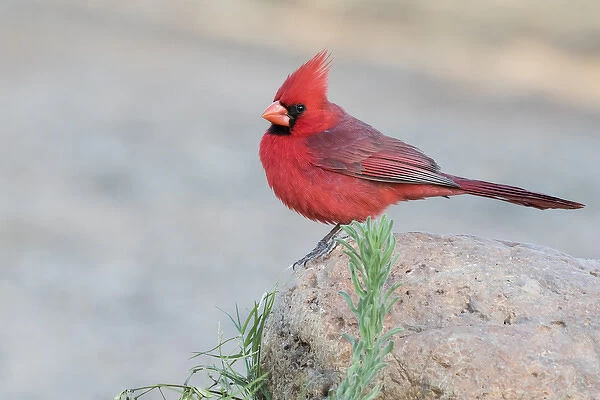 USA, Arizona, Amado. Male northern cardinal perched on rock
