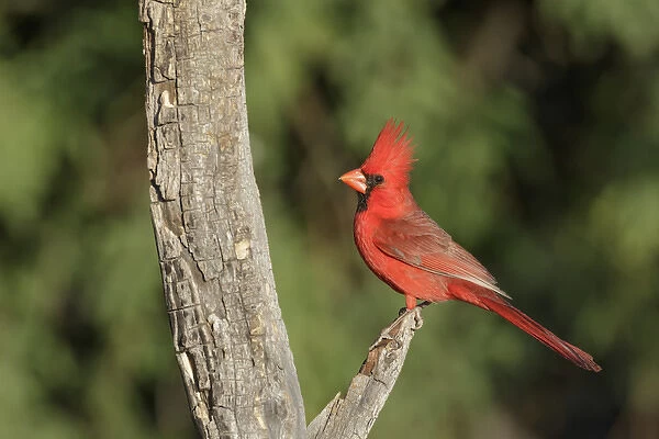 USA, Arizona, Amado. Male northern cardinal on dead tree