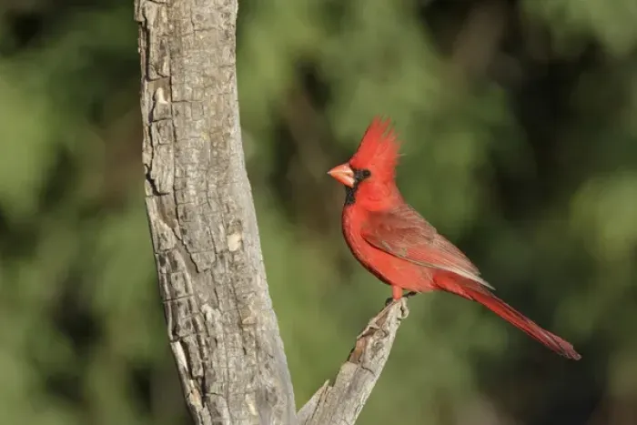 Framed Print : USA, Arizona, Amado. Male northern cardinal on dead tree Framed Print : USA, Arizona, Amado. Male northern cardinal on dead tree