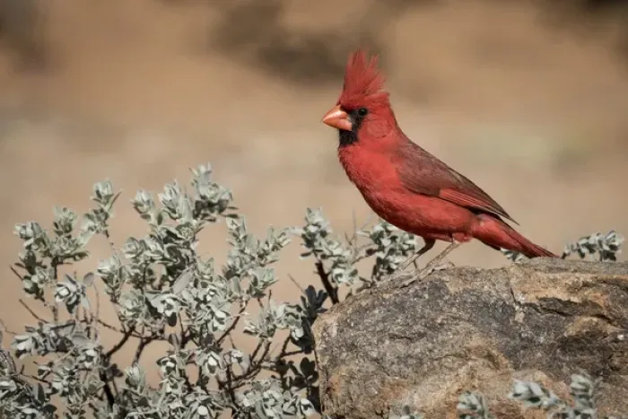 Framed Print : USA, Arizona, Amado. Male northern cardinal on rock Framed Print : USA, Arizona, Amado. Male northern cardinal on rock