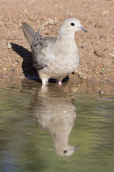 USA, Arizona, Amado. Mourning dove and reflection