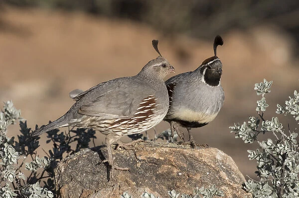USA, Arizona, Amado. Pair of Gambels quail perched on rock