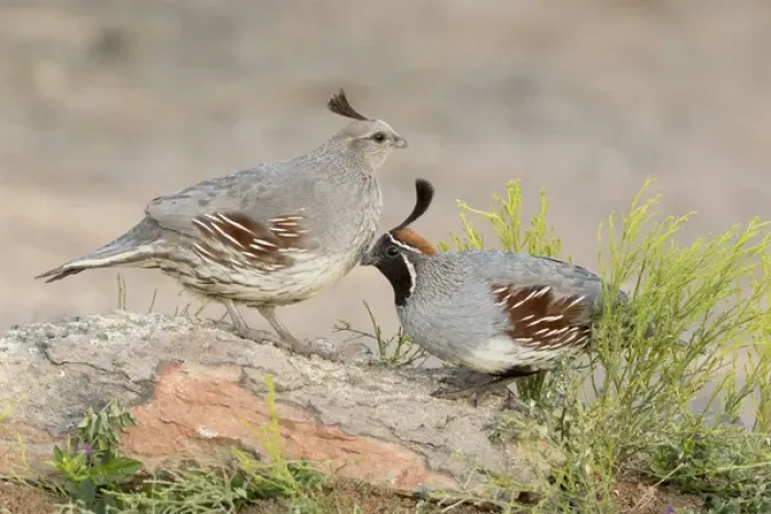 Framed Print : USA, Arizona, Amado. Pair of Gambels quail perched on rock Framed Print : USA, Arizona, Amado. Pair of Gambels quail perched on rock