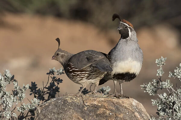 USA, Arizona, Amado. A pair of Gambels quail on rock
