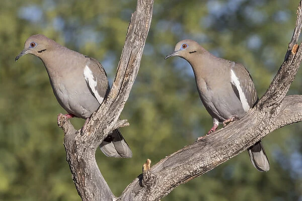 USA, Arizona, Amado. Pair of white-winged doves perched on tree branch. Credit as