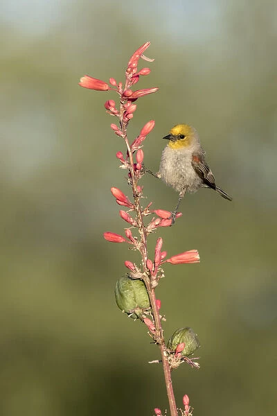 USA, Arizona, Amado. Verdin perched on flowering stalk of hesperaloe