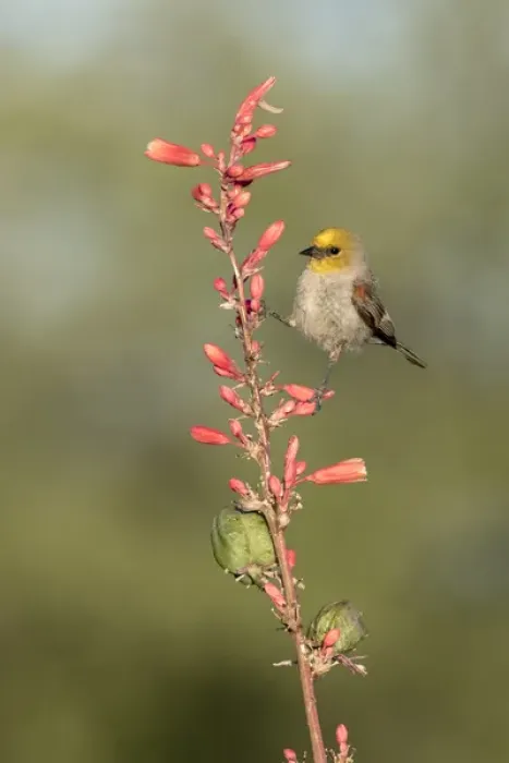 Framed Print : USA, Arizona, Amado. Verdin perched on flowering stalk of hesperaloe